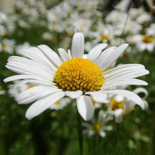 250 pcs Echte Kamille Samen - pflanzen samen, kübelpflanzen winterhart (Matricaria chamomilla) heilpflanzen samen, alte sorten saatgut stauden winterhart mehrjährig, samen balkon blüten,