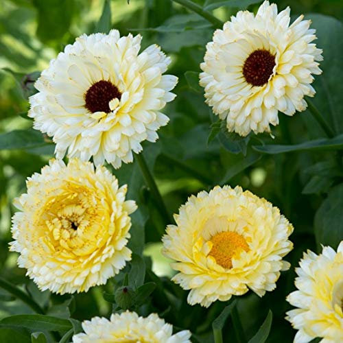 50 Calendula Officinalis Snow Princess Seeds - Cream White Pot Marigold - 50 Seeds