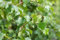 Betula pendula 'Fastigiata' 40-60 cm - Säulen-Birke, elegante Wuchsform, ideal für kleine Gärten, pflegeleicht und winterhart