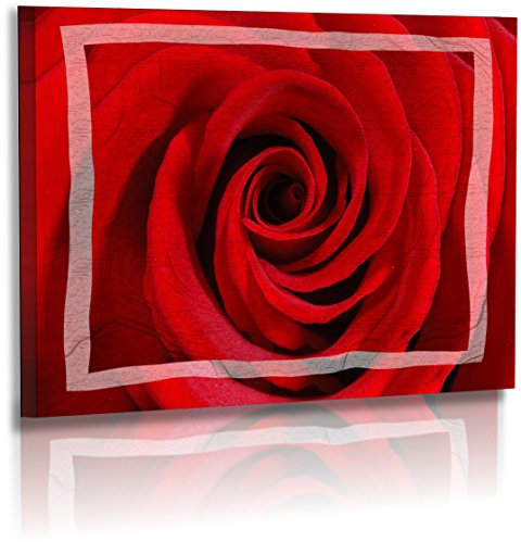 Fotoatelier Dirk Haas Premium Acrylglasbild XXL - Natur - Blumenfotos - Blume - Rose - Bilder - Rot - Acrylglas : 30 cm x 20 cm