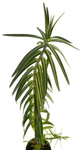 Tártago 10cm Planta Natural Euphorbia Lathyris Hierba Topera