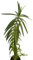 Tártago 10cm Planta Natural Euphorbia Lathyris Hierba Topera
