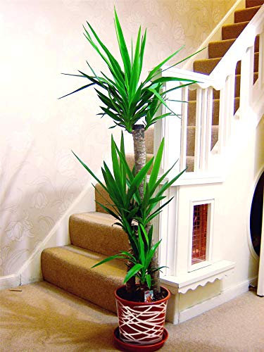 Grandes plantas de casa tradicionales de hoja perenne en maceta con decoración de línea metálica entrelazada – Triple Yuca