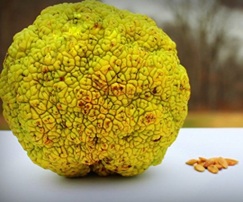 Portal Cool Osage Orange Hedge Apple Tree Maclura Pomifera 10 Seeds di Ubuzima