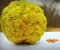 Portal Cool Osage Orange Hedge Apple Tree Maclura Pomifera 10 Seeds di Ubuzima