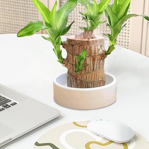 Brasilianisches, Hydroponischer Baumstumpf, Hydroponische Glückspflanze, Pflanze Indoor Büro Desktop Pflanze, Brasilianisches Glücksholz, Hydroponische Topfpflanzenstumpf Minipflanze