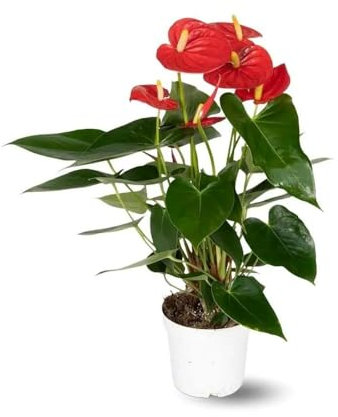 Attitude Jardin - Anthurium rouge - plante d'intérieur - 30-40 cm - ⌀ 12 cm - plante fleurie