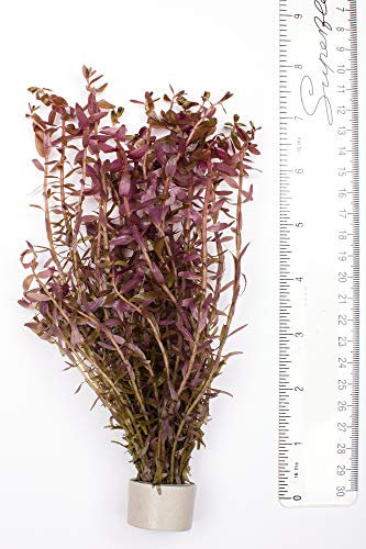 PondPlantsUK - Mixed Tropical Live Aquarium Plants (10 Strand Ringed Rotal Indica)