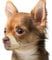 Mayerzon Maulkorb für Hunde mit kurzer Schnauze, Kleiner Maulkorb für Chihuahua, Shih Tzu, American Bully Boxer Welpen, weicher Stoff, Maulkörbe für Fellpflege, Tierarztbesuche, verhindert Beißen,