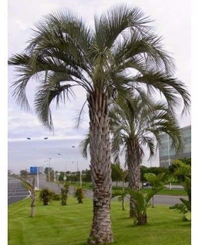 50 Semi Pindo Palma, Butia Capitata