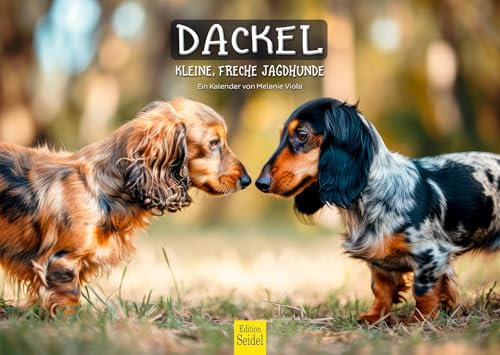 Edition Seidel Premium Kalender Dackel kleine freche Jagdhunde 2025 Format DIN A3 Wandkalender Hundekalender Hund Welpe Hunderasse Haustier Jagd Melanie Viola