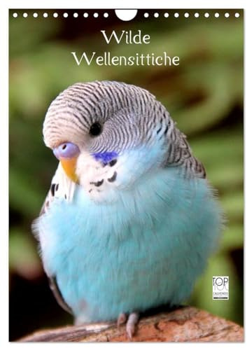 Wilde Wellensittiche (Wandkalender 2026 DIN A4 hoch), CALVENDO Monatskalender: Wunderschöner Wellensittichkalender mit atemberaubend schönen und ... dieser wundervollen Vögel. (CALVENDO Tiere)
