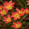 Fstening 8 Pezzi Rosso Varietà Speciale Zephyranthes Bulbi Fiori Di Giglio Di Pioggia Perenne Amati Dalle Fioriere Alto Valore Ornamentale Ampia Gamma Di Usi