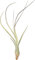 Tillandsien, Tillandsia butzii