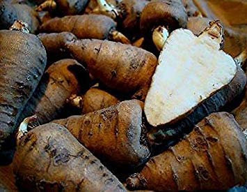 Perifollo tuberoso de Potseedsseed - Perifollo tuberoso - Semillas mayores de 40 - ¡Raridad!