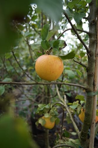 Apfelbaum 'Alkmene' - Malus Alkmene - Containerware 120-160 cm - Garten von Ehren®