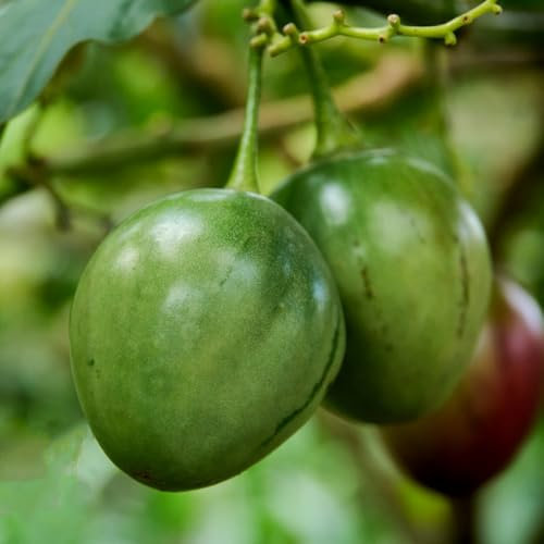 200 piezas Semillas de tomate de árbol de tamarillo, frutas exóticas plantas verdes Cyphomandra betacea - plantas de tomate, semillas de tomate balcón del árbol de tomate regalos de