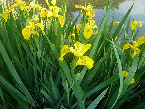 1 x Yellow Flag Iris Pseudacorus Pond Lake Plants Organically Grown in UK : Seeds Only