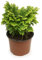 Rosa de Jericó | DECOALIVE | Planta Natural en Maceta | Atrae Suerte, Fortuna y Dinero | Planta de Interior