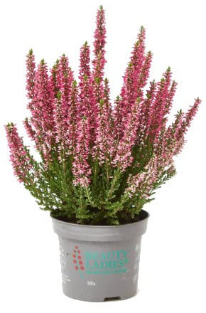 Calluna Vulgaris o Brezo Planta Natural Propia de la Estación Otoñal e Invernal