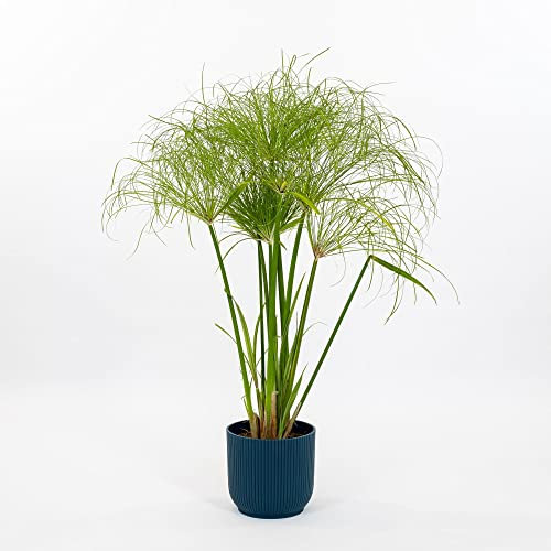 Pianta vera di Cyperus papyrus - Diametro Vaso Ø 17 cm