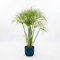 Pianta vera di Cyperus papyrus - Diametro Vaso Ø 17 cm
