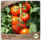 Samenliebe BIO Tomaten Samen alte Sorte Hellfrucht Freilandtomate rot 10 Samen samenfestes Gemüse Saatgut für Gewächshaus Freiland und Balkon BIO Gemüsesamen