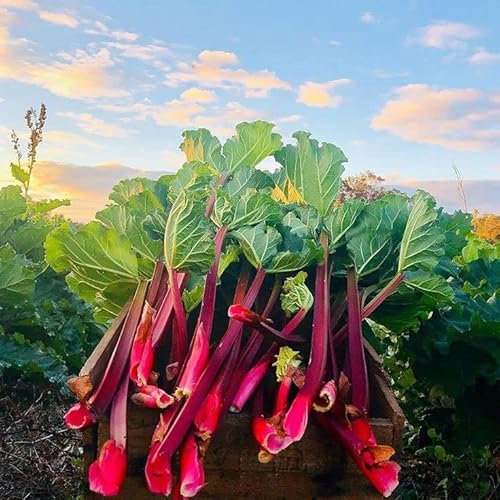 Carbeth Plants 2 x Rhubarb Crown 'Prince Albert'