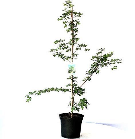 Feldahorn Acer campestre Maßholder Großstrauch Kleinbaum Heister ca. 60-80 cm3 Liter Topf
