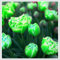 Tulpen – mehrjährige, seltene und schöne, winterharte Knollenblumen mit leuchtenden Farben, perfekt als Gartendekoration.-3 zwiebeln-F