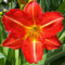 COOTO Garten Taglilien Winterhart Pflanze – Taglilie Rhizom Red Rum – Blumenzwiebeln Mehrjährig Winterhart - Pflanzen für Viele Jahre – Blumen Deko für Garten und Balkon