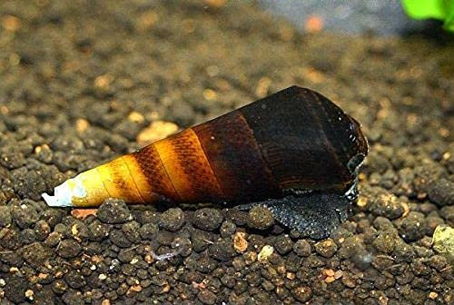 Zierfischtreff.de Cappuccino Schnecke Faunus sp. 5 Stück Keramik Tasse