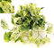 POWERS TO FLOWERS - POTOS EPIPREMNUM MARBLE QUEEN, Basket 16cm, Pianta vera