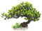 Housoutil Aquarium Landschaftsbau Baum Wasserpflanzen Simulation Von Aquariumanlagen Aquarium-grünpflanzen Wassertanks Zubehör Für Aquarien Aquarium-pflanzendekor Plastik Korallenriff Bonsai