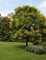vegherb Koelreuteria Paniculata Nana Compact Goldener Regen-Baum-Samen!