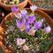 2 pcs krokusse zwiebeln winterhart mehrjährig, crocus sativus, schnittblumen, steingartenpflanzen winterhart, safran krokus zwiebeln kaufen knollen blumenzwiebeln mehrjährig winterhart,