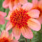 Plant in a Box - Dahlien - 3er Set - Dahlia 'Totally Tangerine' - Dahlienknollen pflanzen - Sommerblüher - Oranje Blüten - Ideal für Garten und Beete