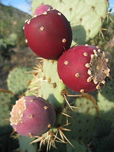Opuntia ficus indica Nopal Kaktus Commestibile Succo Nopalea seme nopalina 50 SEMI R