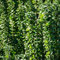 GreenboutiQ - Heckenpflanzen - Euonymus japonica Green Spire - Blatt grün - 6 Pflanzen - 1 laufender Meter - immergrün - Topf 17cm Höhe 40cm