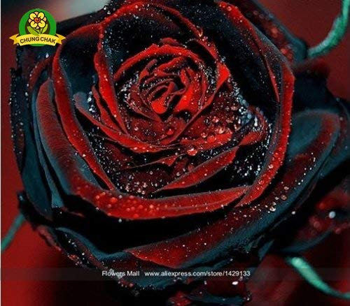 ChinaMarket 200PCS True Blood Black Rose Rare Beautiful Rose Samen Exotische Pflanze Hausgarten