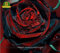 ChinaMarket 200PCS True Blood Black Rose Rare Beautiful Rose Samen Exotische Pflanze Hausgarten