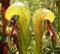 Portal Cool Cobra Lily Darlingtonia California Pitcher Plant Californica Hardy 6 Seeds