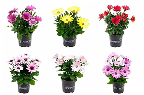 Margaritas de Exterior Pack de 6 Plantas Naturales con Flores de Colores