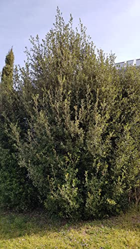 Quercus Ilex (semis) / Chêne vert/Godet anti-chignon/Baliveau