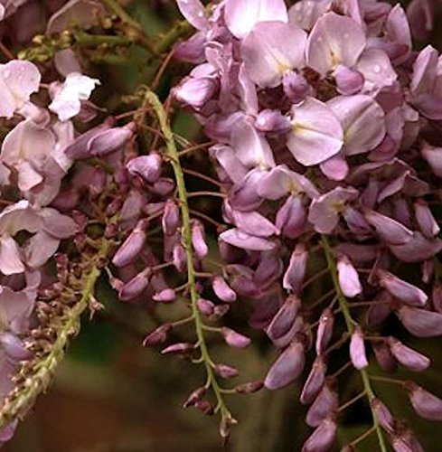 Blauregen Rosea 60-80cm - Wisteria floribunda