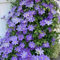 Winterharte Clematis-Blumenzwiebeln Zum Anpflanzen – GroßE Kletterpflanze Mit Vielen BlüTen, EinjäHrige Kletterpflanze, Gartenarbeit-4 zwiebeln-F