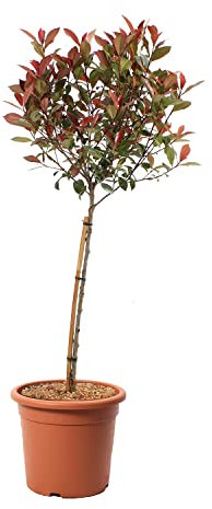 KENTIS - Photinia Fraseri Robusta Compacta - Plante de Photinia - Vraies Plantes d'Extérieur Résistantes - Plante de Haie - H 80-100 cm 1/4 Tige Pot de Culture Ø 24 cm