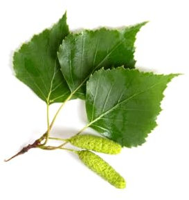 Weeping Birch Trees, Betula Pendula Youngii, Multi-Pack, 2 x Full Plants in 10 Litre Pots, Large Plants, 1.4m-1.6m Height, Birch, Garden Ready and Ready to Plant, Premium Quality Trees