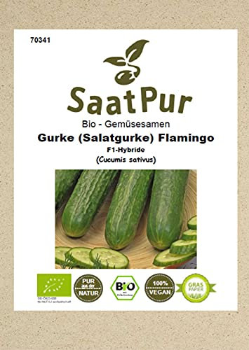 Bio Gemüse Samen Salatgurke Flamingo F1 Gewächshausgurke bitterfrei Saatgut für ca. 6 Pfl.