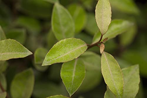 Ölweide Elaeagnus ebbingei 30-40 cm Heckenpflanze winterhart immergrün | schnittvertraeglich, blickdicht, robust, ideal für Sichtschutz und Formhecke, für sonnige bis halbschattige Standorte